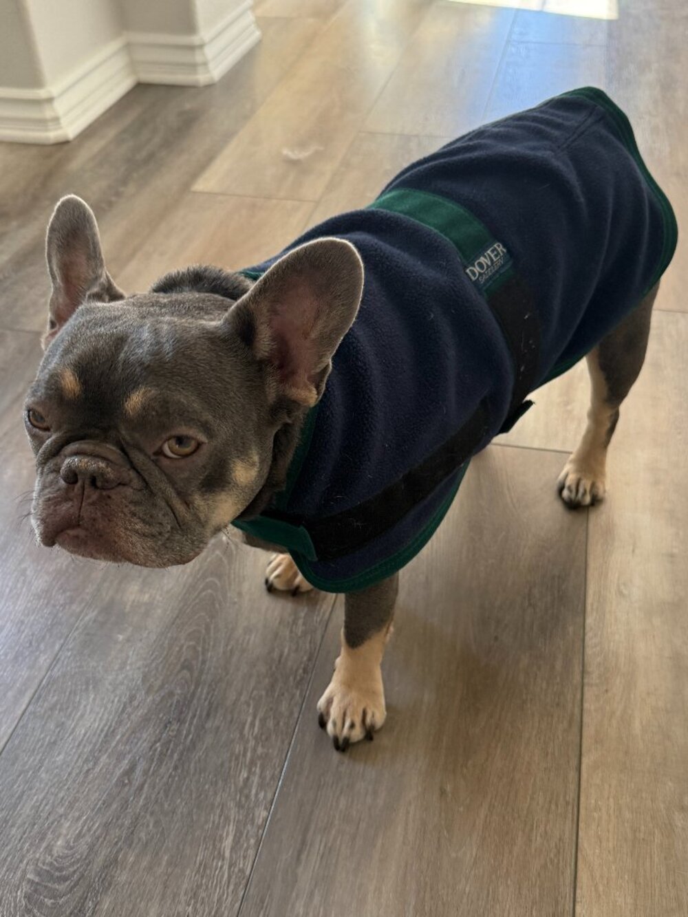 Dover Saddlery Fleece Dog Coat